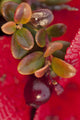 Macro of cranberries and deep red-orange leaves in the background Wall Mural