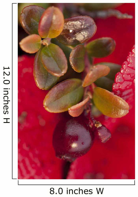Macro of cranberries and deep red-orange leaves in the background Wall Mural