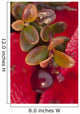 Macro of cranberries and deep red-orange leaves in the background Wall Mural