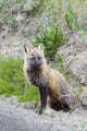 View of a Cross Fox hunting along the road Wall Mural