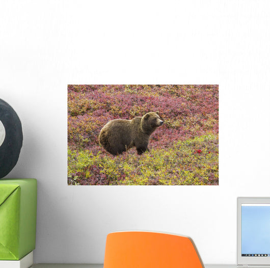 Close up of a grizzly bear standing Wall Mural