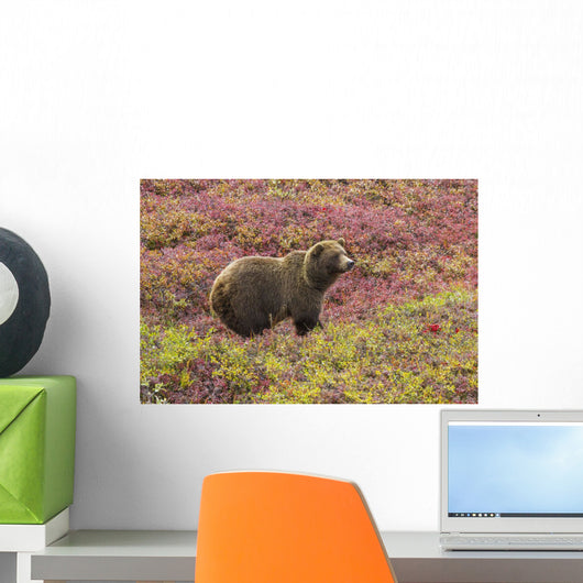 Close up of a grizzly bear standing Wall Mural