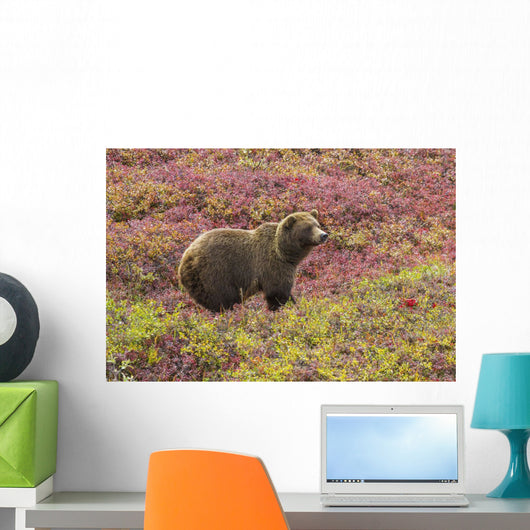 Close up of a grizzly bear standing Wall Mural