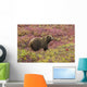 Close up of a grizzly bear standing Wall Mural