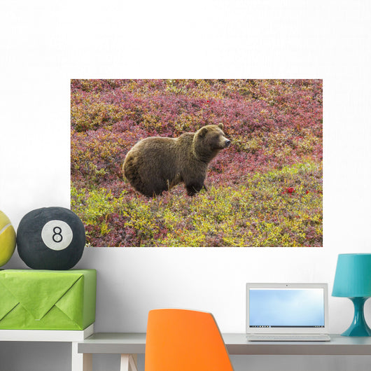 Close up of a grizzly bear standing Wall Mural
