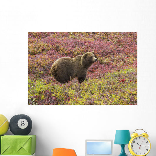 Close up of a grizzly bear standing Wall Mural