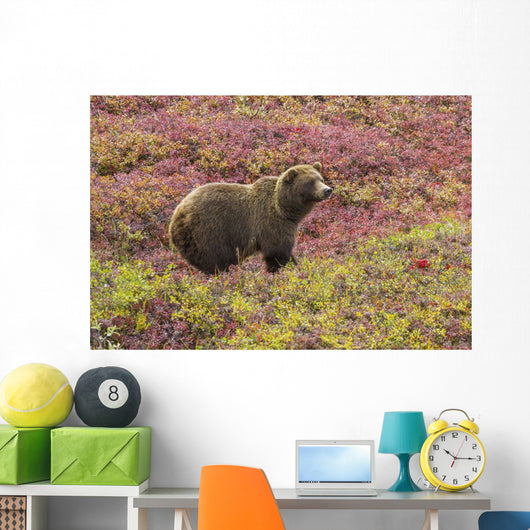Close up of a grizzly bear standing Wall Mural