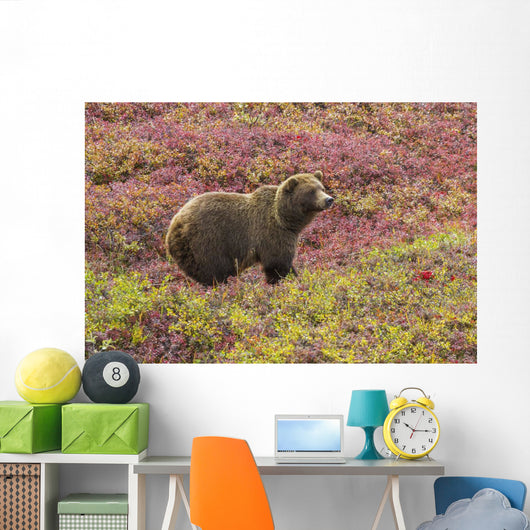 Close up of a grizzly bear standing Wall Mural