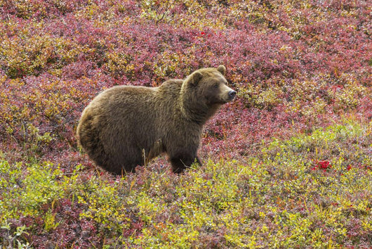 Close up of a grizzly bear standing Wall Mural