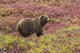 Close up of a grizzly bear standing Wall Mural