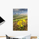 View of yellow Alpine Arnica on a steep slope with Polychrome Pass Wall Mural