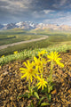 View of yellow Alpine Arnica on a steep slope with Polychrome Pass Wall Mural