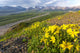 View of yellow Alpine Arnica on a steep slope with Polychrome Pass Wall Mural