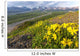 View of yellow Alpine Arnica on a steep slope with Polychrome Pass Wall Mural