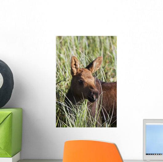 A young calf moose wanders through green grass Wall Mural