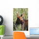 A young calf moose wanders through green grass Wall Mural