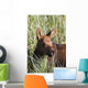 A young calf moose wanders through green grass Wall Mural