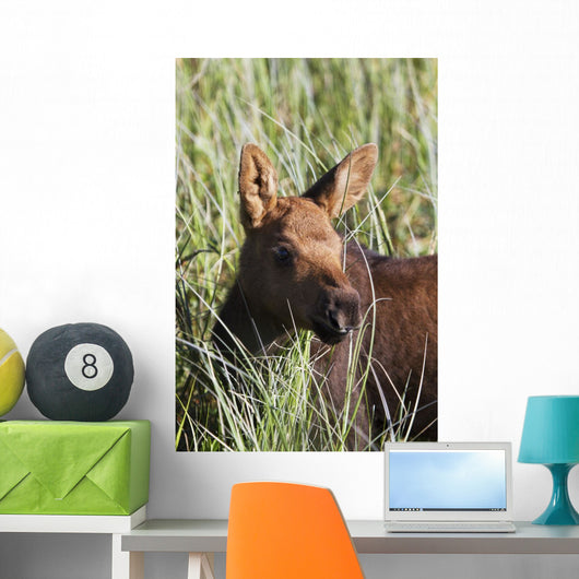 A young calf moose wanders through green grass Wall Mural