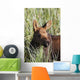 A young calf moose wanders through green grass Wall Mural