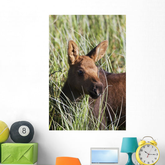 A young calf moose wanders through green grass Wall Mural