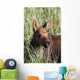 A young calf moose wanders through green grass Wall Mural