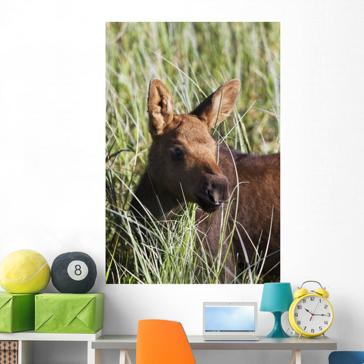 A young calf moose wanders through green grass Wall Mural
