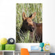 A young calf moose wanders through green grass Wall Mural