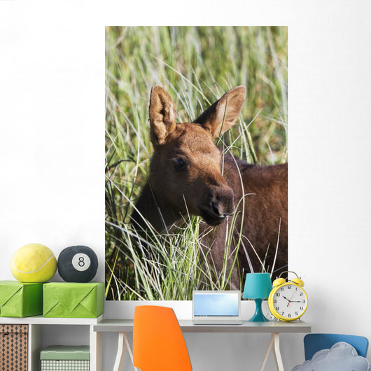 A young calf moose wanders through green grass Wall Mural