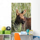 A young calf moose wanders through green grass Wall Mural