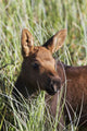 A young calf moose wanders through green grass Wall Mural