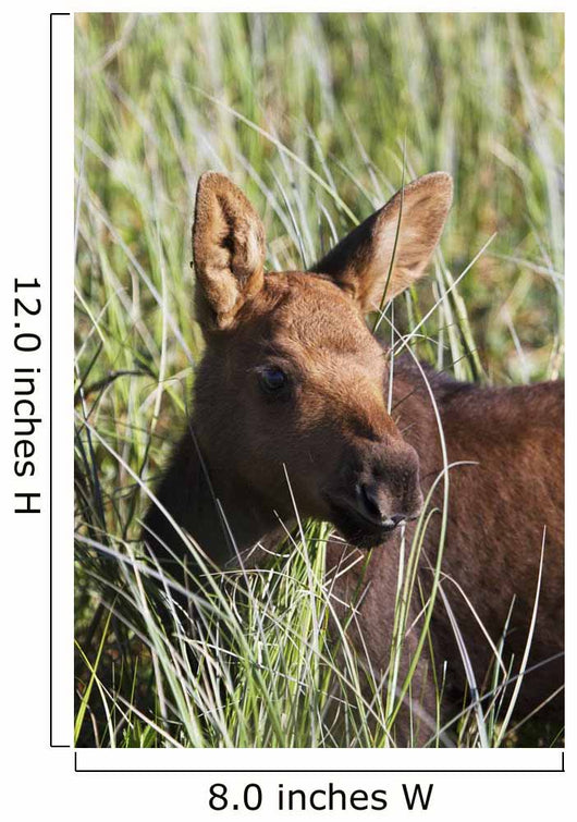 A young calf moose wanders through green grass Wall Mural