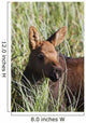 A young calf moose wanders through green grass Wall Mural