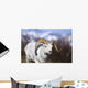 A dall sheep ram walking along the road on a warm spring day Wall Mural