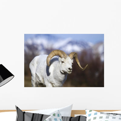 Dall Sheep Ram Walking Wall Mural shown on a wall