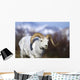 A dall sheep ram walking along the road on a warm spring day Wall Mural