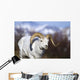 A dall sheep ram walking along the road on a warm spring day Wall Mural