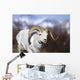 A dall sheep ram walking along the road on a warm spring day Wall Mural