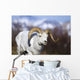 A dall sheep ram walking along the road on a warm spring day Wall Mural
