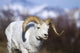 A dall sheep ram walking along the road on a warm spring day Wall Mural