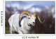 A dall sheep ram walking along the road on a warm spring day Wall Mural