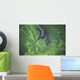 Aurora borealis, or northern lights, directly overhead Wall Mural