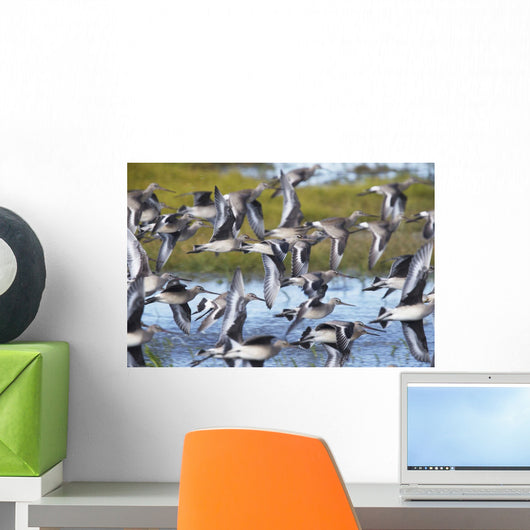 Hudsonian Godwit in flight Wall Mural