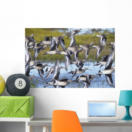 Hudsonian Godwit in flight Wall Mural