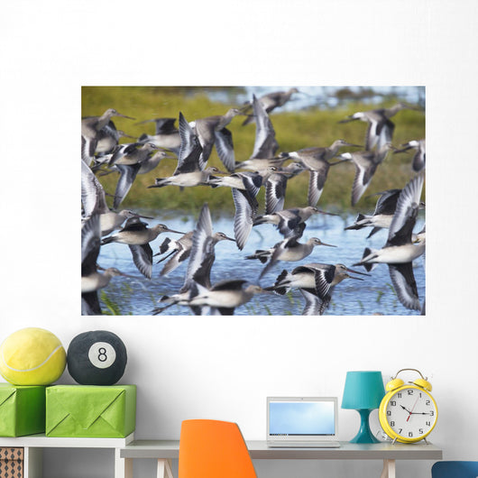 Hudsonian Godwit in flight Wall Mural