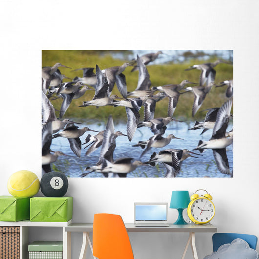 Hudsonian Godwit in flight Wall Mural