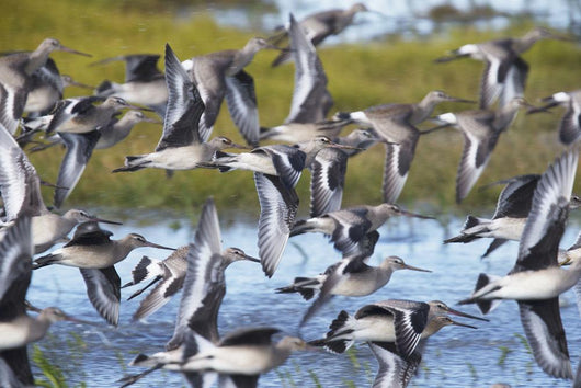 Hudsonian Godwit in flight Wall Mural