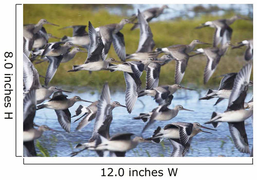 Hudsonian Godwit in flight Wall Mural