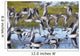 Hudsonian Godwit in flight Wall Mural