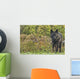 Black wolf along the coast of Hudson Bay Wall Mural