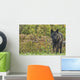 Black wolf along the coast of Hudson Bay Wall Mural